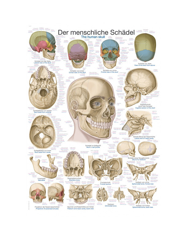 Lehrtafel "Der Schädel", 50x70cm