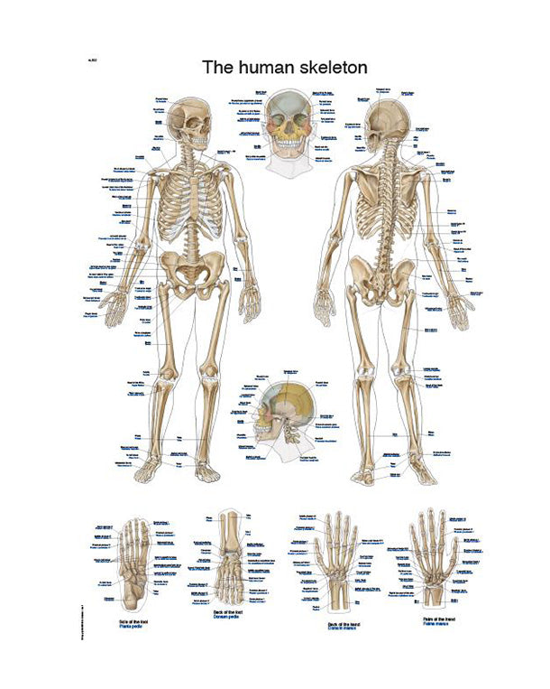 Lehrtafel "The human skeleton", 50x70cm