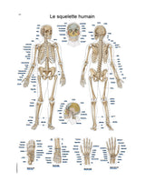 Teaching board "The human skeleton", 50x70cm