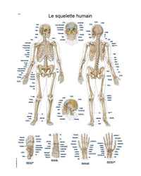 Teaching board "The human skeleton", 50x70cm