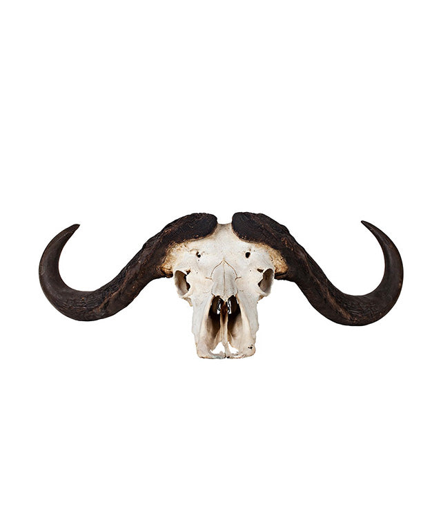 Real Cape Buffalo Skull