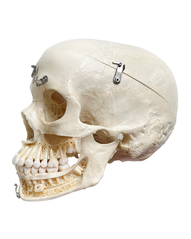 Real Luxury Demonstration Skull 