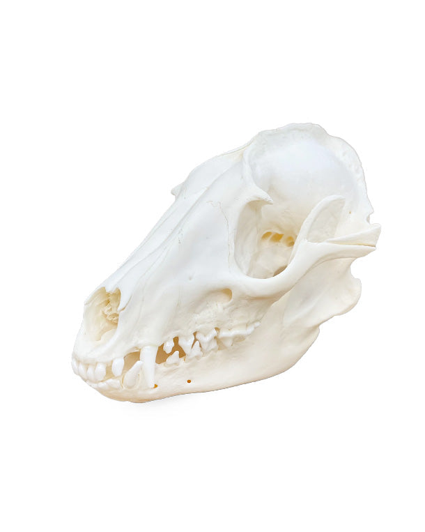 Real Raccoon Dog Skull