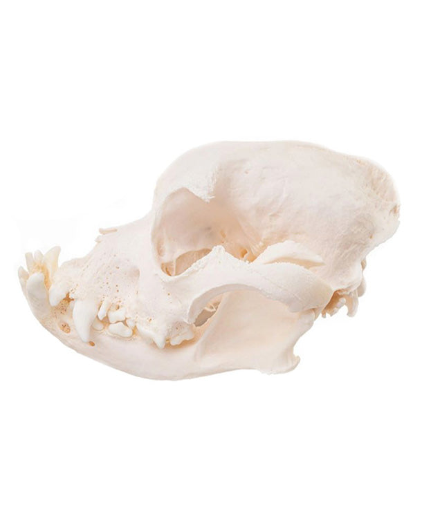 Real Bulldog Skull