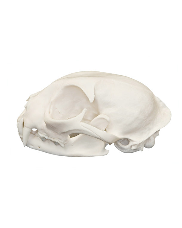 Real domestic cat skull