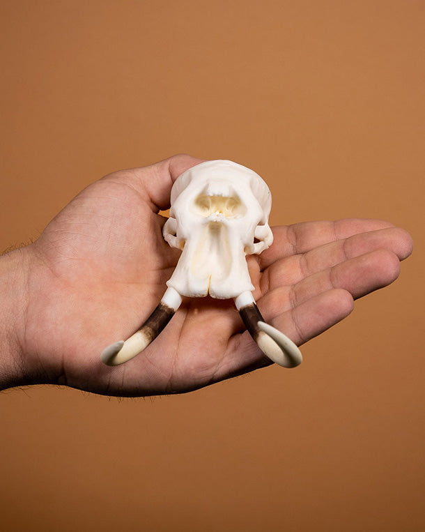 SKULLIES Miniature Elephant Skull 