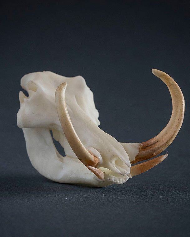 SKULLIES Miniature Warthog Skull 