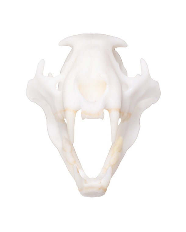 SKULLIES Miniature Leopard Skull 