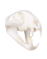 SKULLIES Miniatur Leopard Schädel