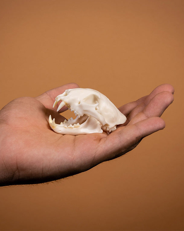 SKULLIES Miniature Leopard Skull 