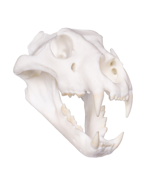 SKULLIES Crâne de lion miniature 