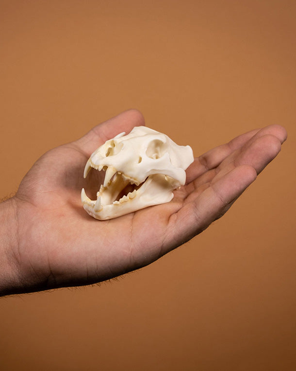 SKULLIES Miniature Lion Skull 