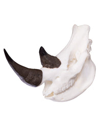 SKULLIES Miniature Rhino Skull 