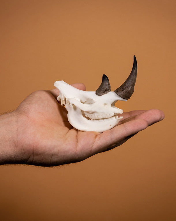 SKULLIES Miniature Rhino Skull 