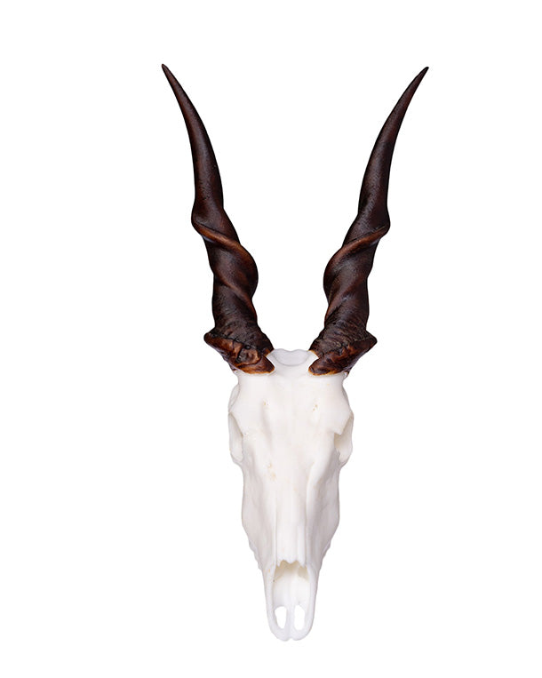 SKULLIES Miniature Eland Skull 