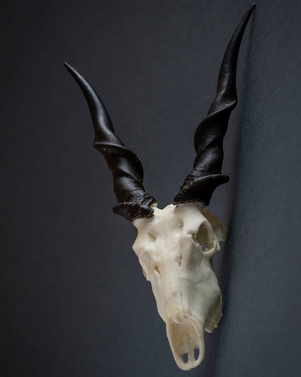 SKULLIES Miniature Eland Skull 