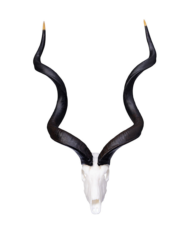 SKULLIES Miniature Kudu Antelope Skull 