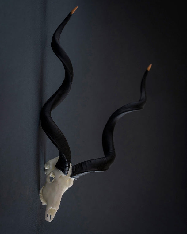 SKULLIES Miniature Kudu Antelope Skull 