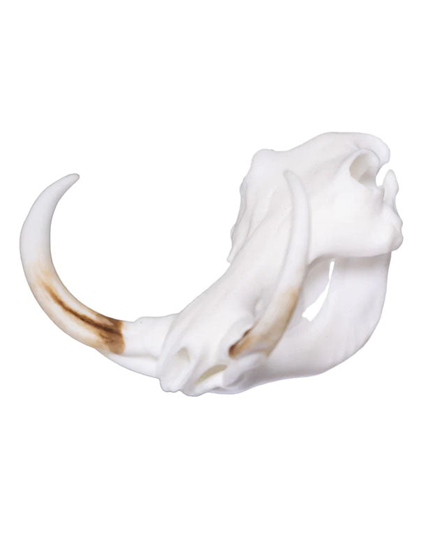 SKULLIES Miniature Warthog Skull 