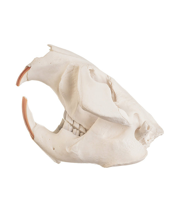 Real beaver skull