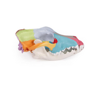 Replica dog skull with didactic painting