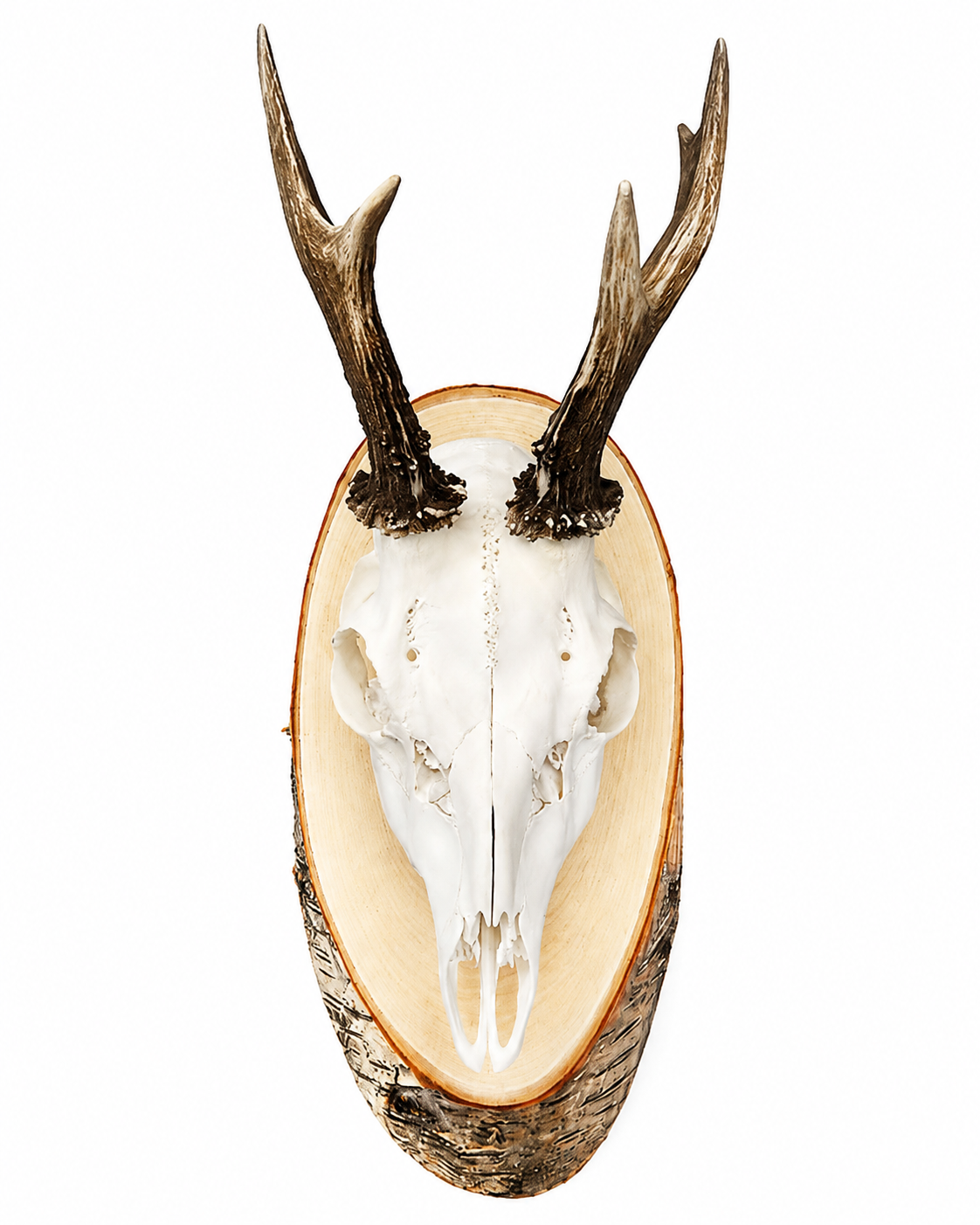 Birken-Trophäenschilder für Rehböcke und Gams, ca. 22x12 cm – aus heimischem Birkenholz gefertigt, beliebt bei Jägern, für eine natürliche und ansprechende Präsentation von Jagdtrophäen