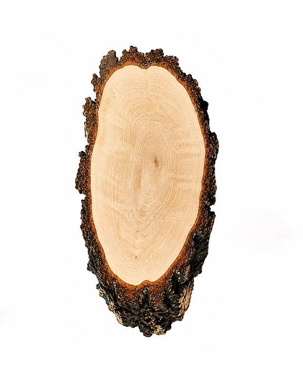 Birkentrophäenschild mit grober Naturborke von SWISSskulls für Jagdtrophäen und individuelle Gravuren