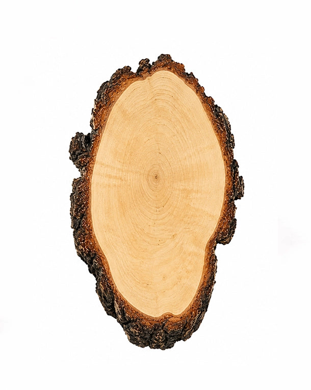 Dekoratives Birkentrophäenschild aus echtem Schweizer Holz mit grober Rinde für Bastelzwecke und Präparate