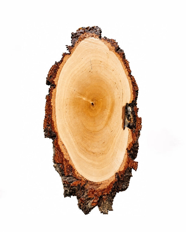 SWISSskulls Birken Trophäenschild mit natürlicher Baumrinde für individuelle Jagdtrophäen und Holzgravuren