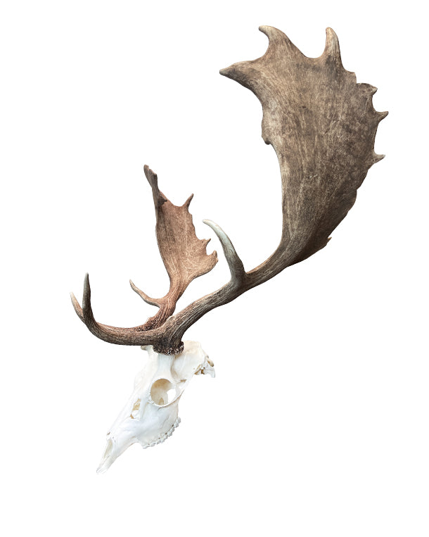 Real fallow deer skull