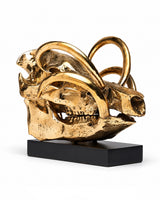 Goldfarbene Babirusa-Schädel-Skulptur auf schwarzem Sockel, schräge Seitenansicht