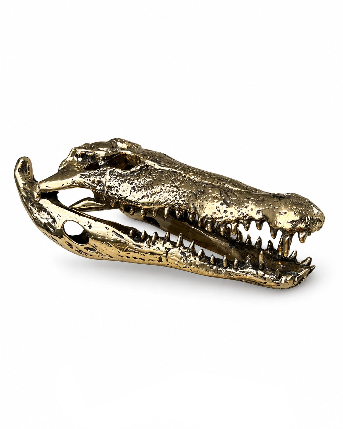Krokodilschädel-Skulptur in Bronzeoptik, schräge Seitenansicht auf weissem Hintergrund