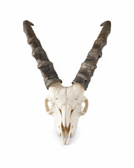 Echter Steinbock Schädel