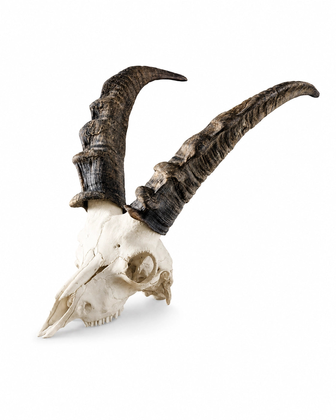 Echter Steinbock Schädel