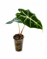 Alocasia Amazonica ‘Polly’ aus eigener Schweizer Zucht kaufen. Exotische Zimmerpflanze mit markanten Blattadern, ca. 19 cm hoch inklusive Topf.