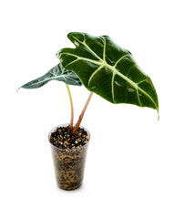 Alocasia Amazonica ‘Polly’ aus eigener Schweizer Zucht kaufen. Exotische Zimmerpflanze mit markanten Blattadern, ca. 19 cm hoch inklusive Topf.