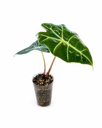 Echte Alocasia Amazonica ‘Polly’ im Anzuchttopf aus Schweizer Zucht mit dunkelgrünen Blättern und hellen Blattadern