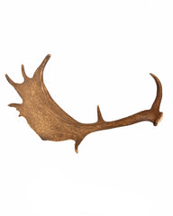 Echte Damhirsch Schaufel