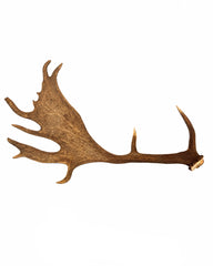 Echte Damhirsch Schaufel