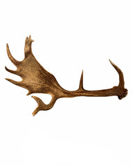 Echte Damhirsch Schaufel
