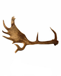 Echte Damhirsch Schaufel
