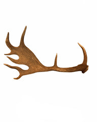 Echte Damhirsch Schaufel