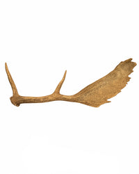 Echte Damhirsch Schaufel