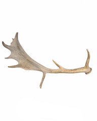 Echte Damhirsch Schaufel