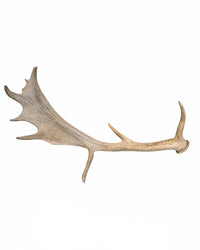 Echte Damhirsch Schaufel