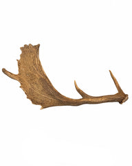 Echte Damhirsch Schaufel