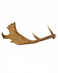 Echte Damhirsch Schaufel