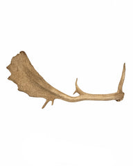Echte Damhirsch Schaufel