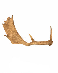 Echte Damhirsch Schaufel