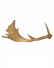 Echte Damhirsch Schaufel